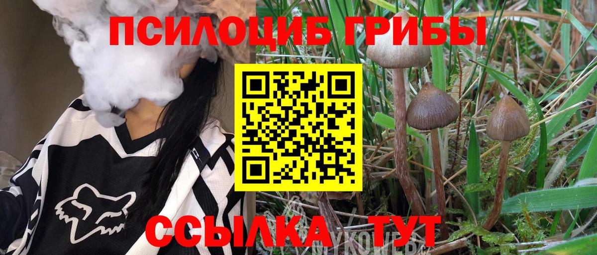 Псилоцибиновые грибы Psilocybe Советская Гавань